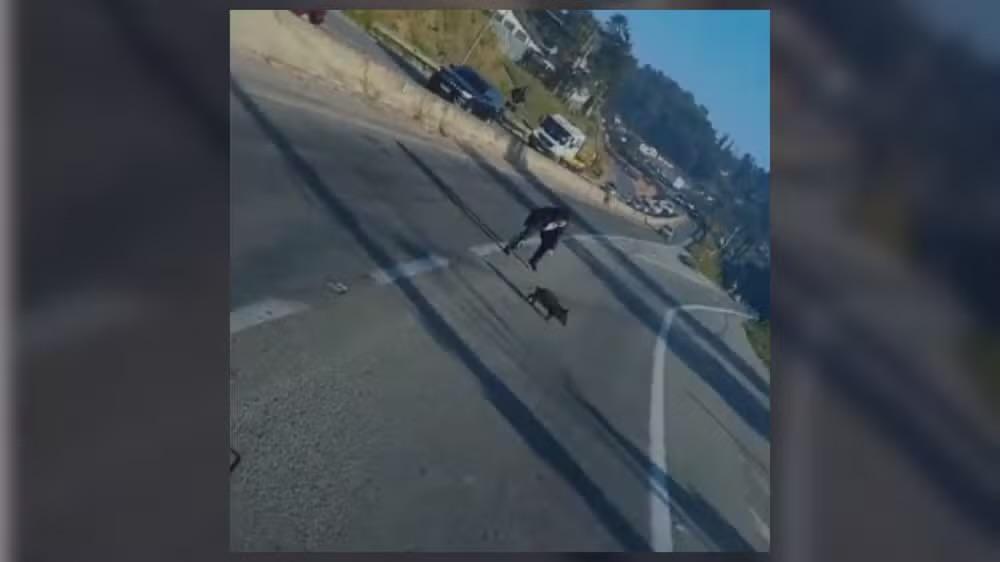 Filhote de porco para trânsito na Rodovia Raposo Tavares e dá trabalho para ser capturado em São Roque