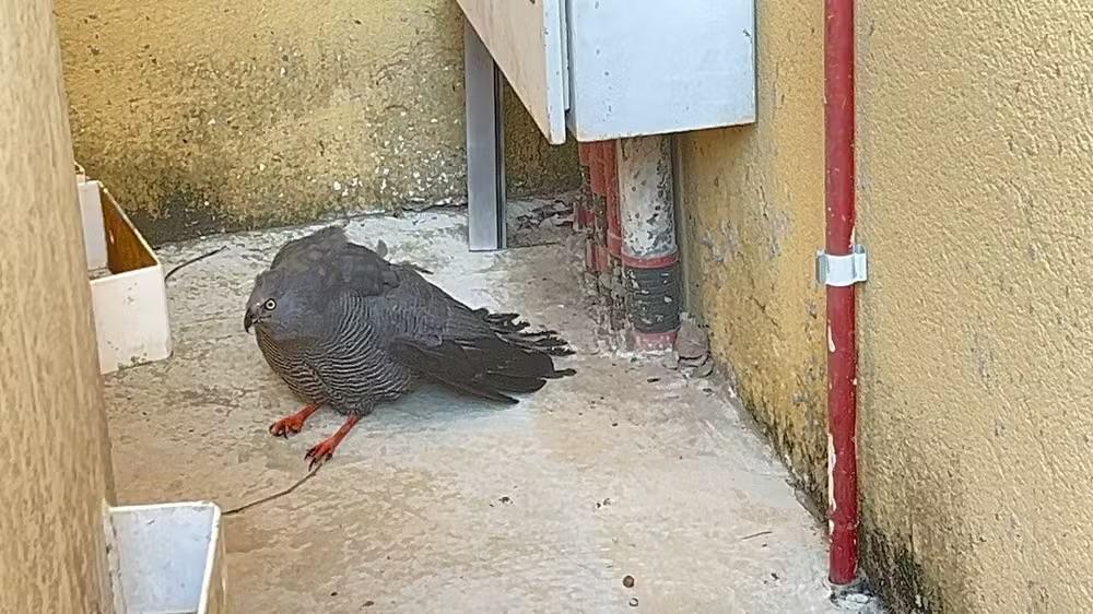Gavião-pernilongo ferido é resgatado por morador no Centro de Itapetininga