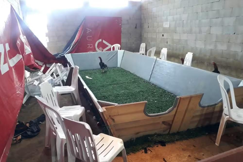 Polícia interrompe rinha de galos em Araçariguama e aplica mais de R$ 1 milhão em multas