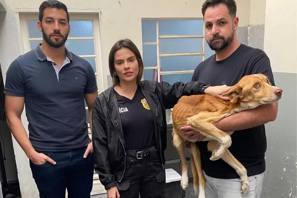 Cão é resgatado em situação extrema de maus-tratos em Itapetininga