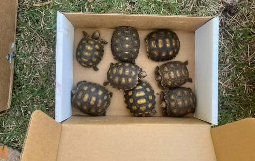 Mais de 40 filhotes de jabuti são resgatados em rodovia na região de Jundiaí
