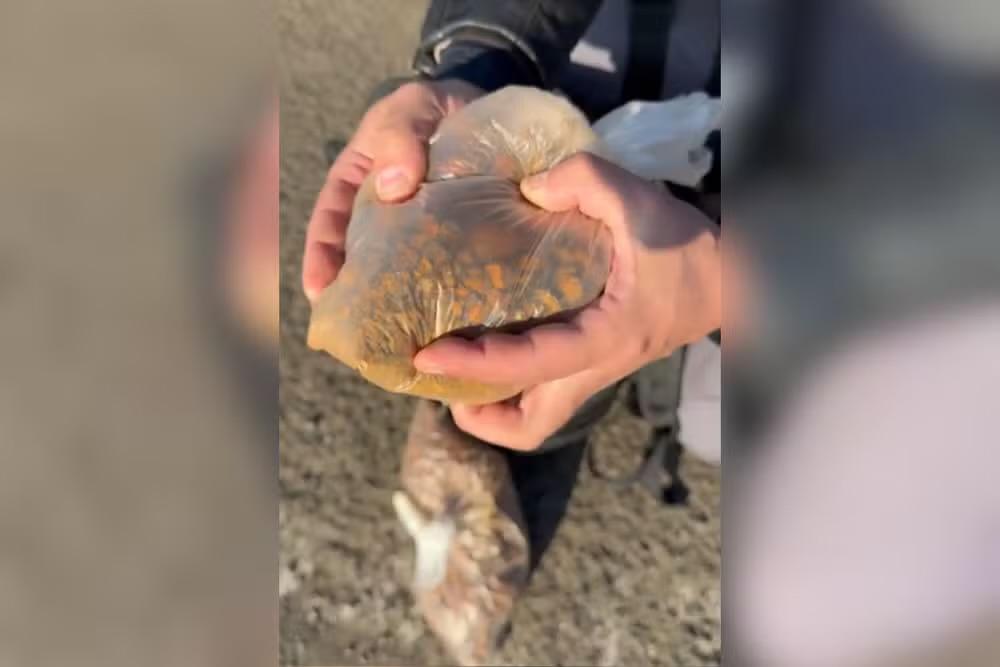 “Ouro bovino”: cálculo biliar de boi pode valer até R$ 300 mil o quilo no mercado asiático