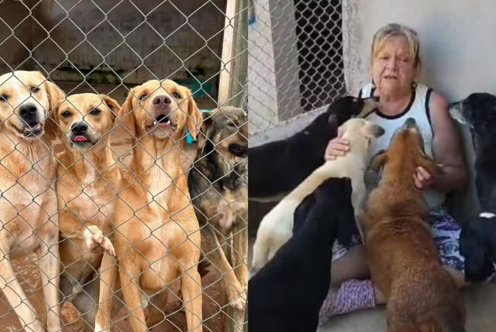 Protetora de animais morre em Piedade e deixa cerca de 400 cães sob cuidados do marido