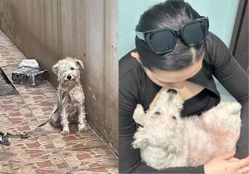 Cachorrinha passa de quatro anos de sofrimento a vida de princesa após resgate na Indonésia