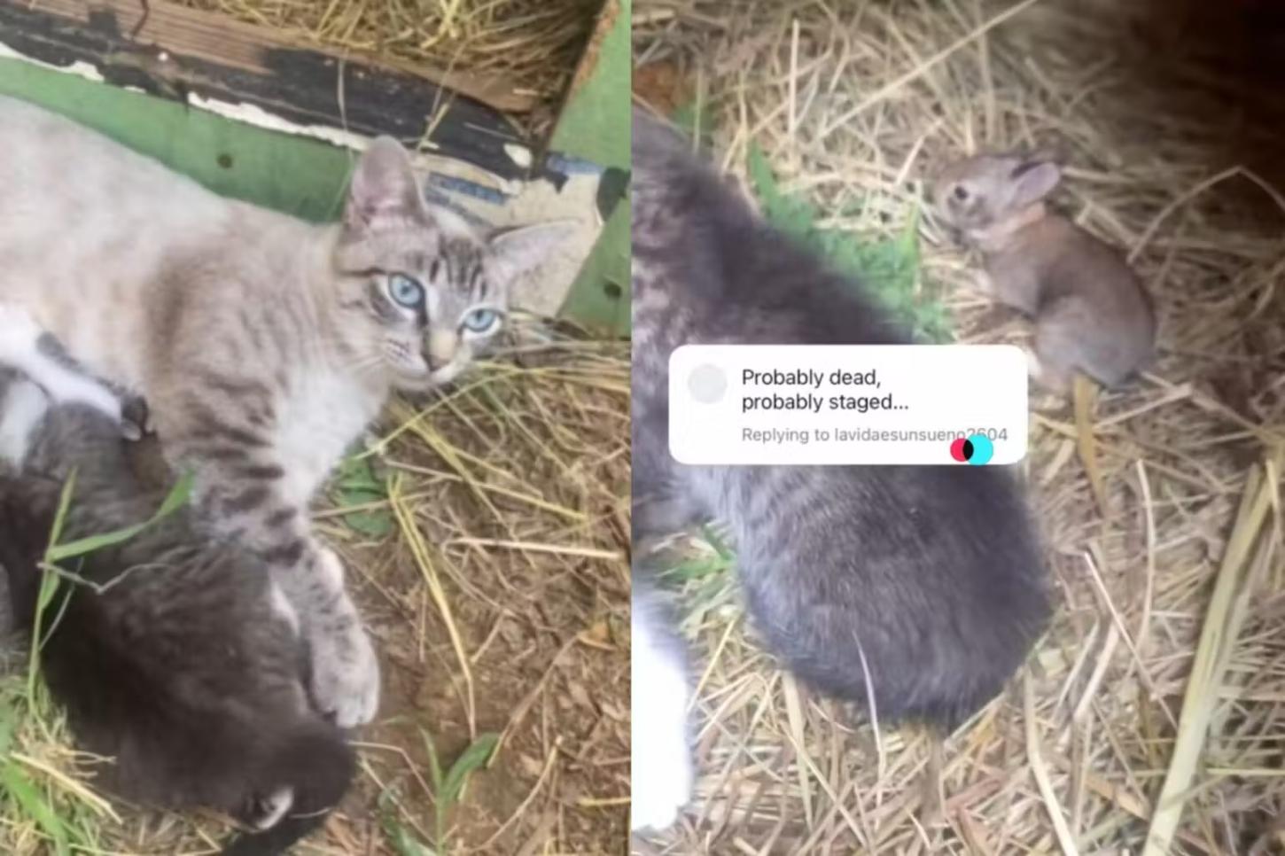 Gata adota filhote de coelho órfão e cena viraliza nas redes