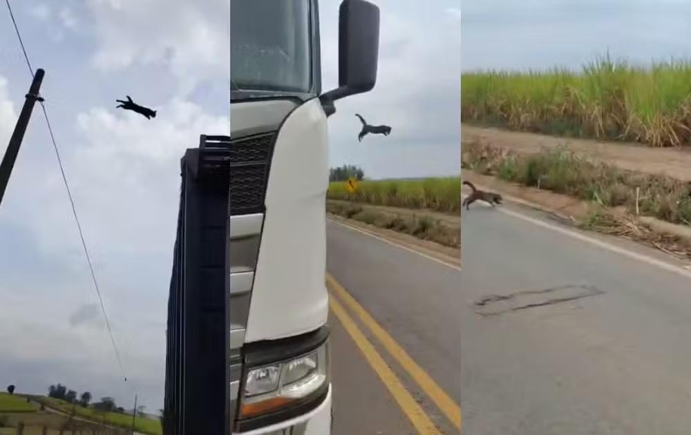Motorista usa carreta para resgatar gato preso em poste em Tietê