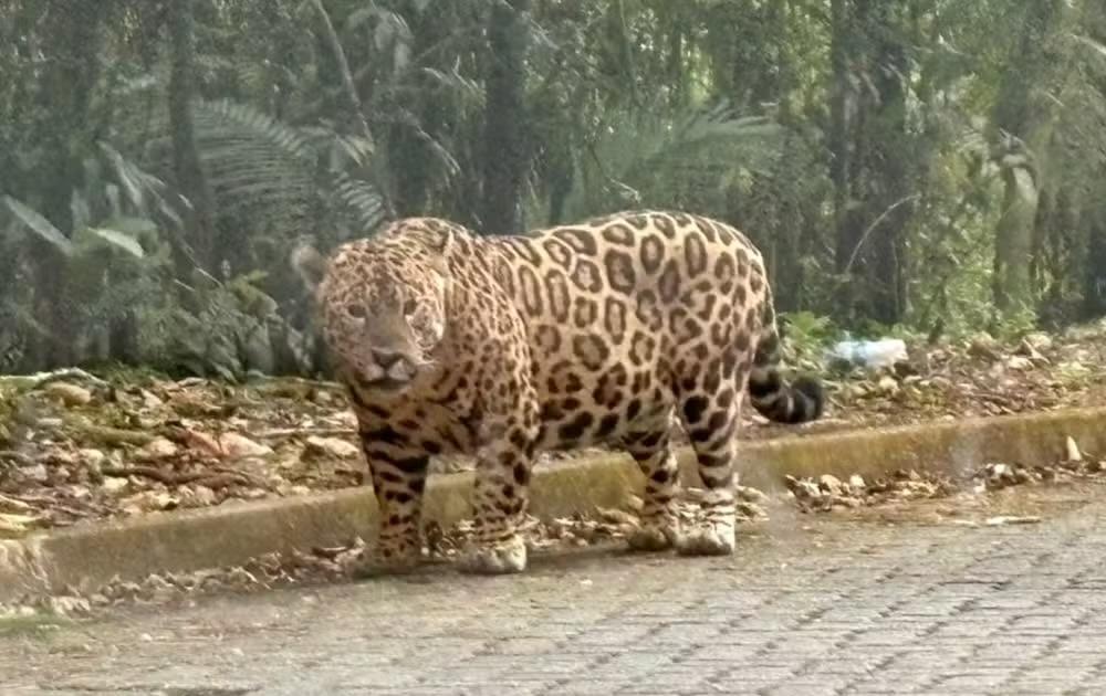 Onça-pintada é registrada em estrada de São Miguel Arcanjo
