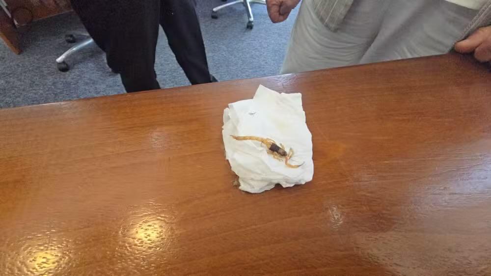 Vereadora leva escorpião encontrado na Câmara de Sorocaba para plenário durante sessão