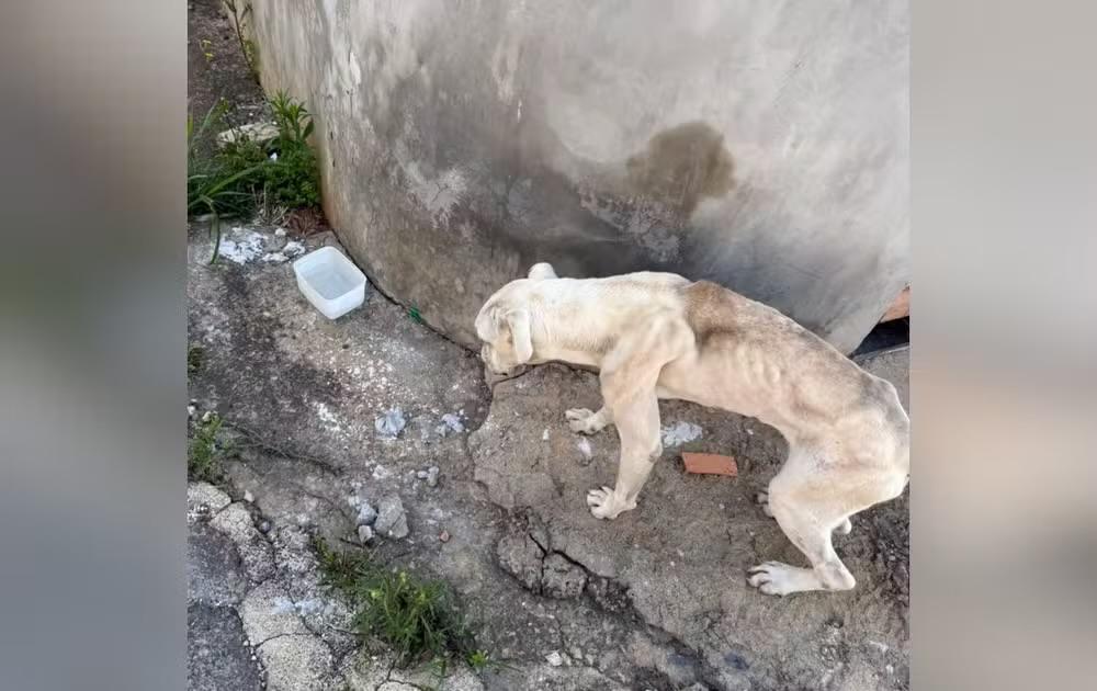 Cadela resgatada em situação de maus-tratos em Itapeva