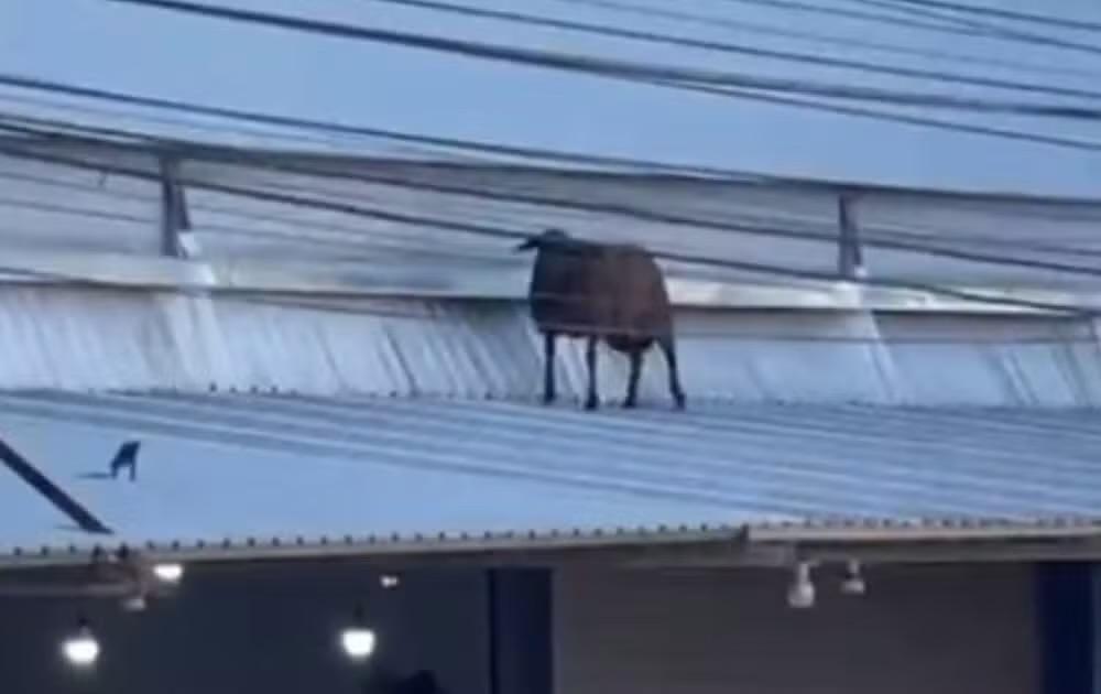 Carneiro sobe em telhado de loja e surpreende moradores em Iperó