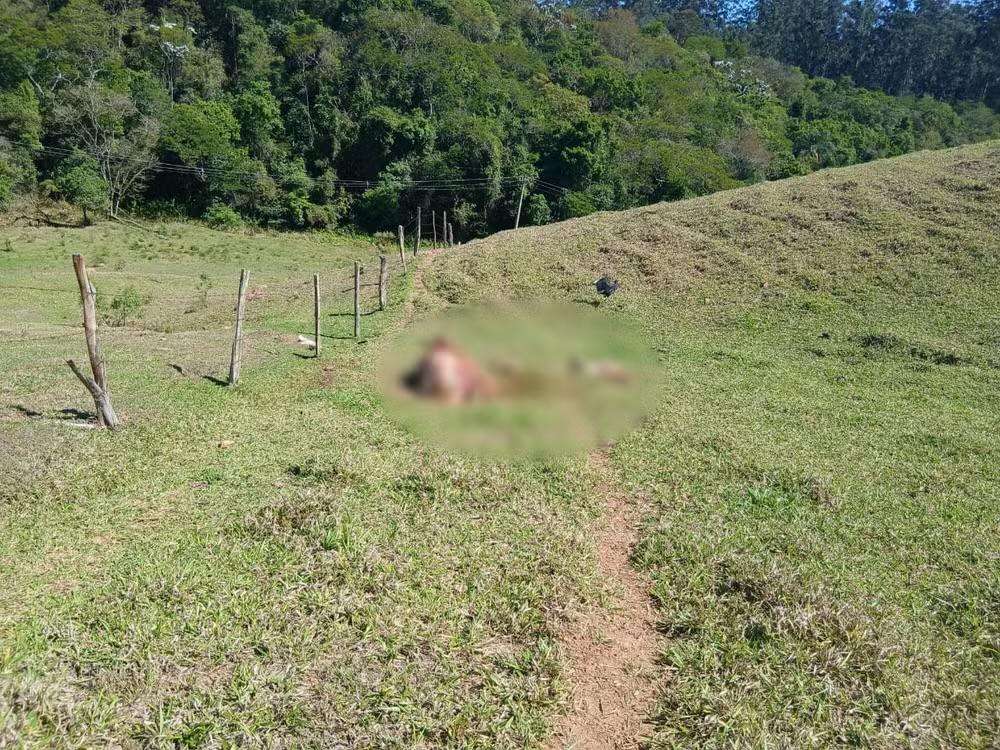 Criminosos invadem sítios e furtam carne após matar e desossar vacas em Itatiba