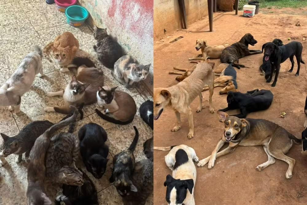 Casal preso por maus-tratos se passava por protetor de animais e pedia doações em Araçoiaba da Serra