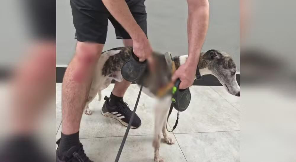 Homem fica ferido ao salvar cães de ataque de cachorro solto em Sorocaba