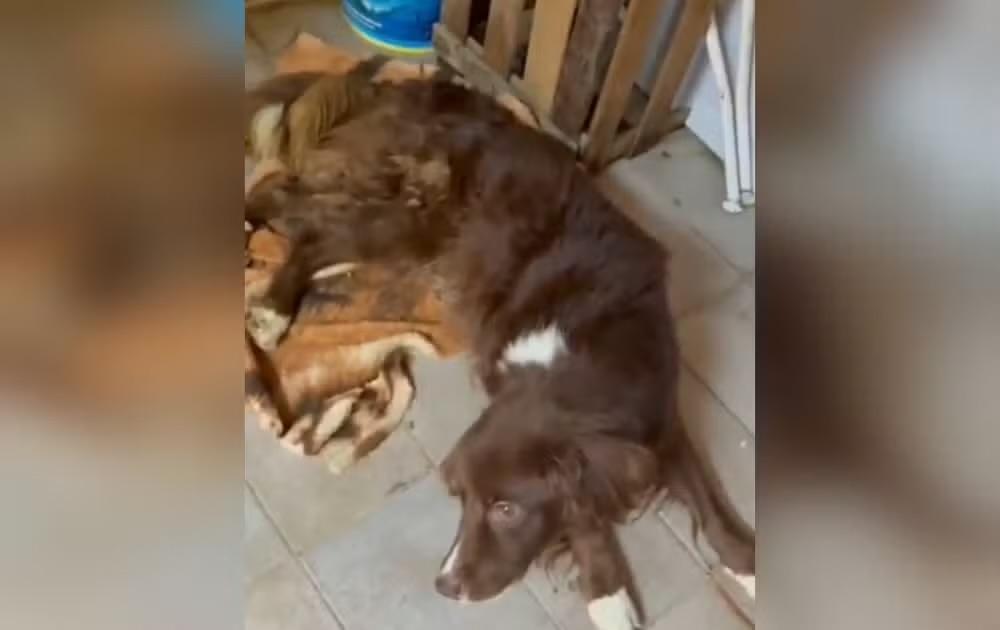 Cães são resgatados de porão em situação de maus-tratos em Itapetininga; tutor é preso