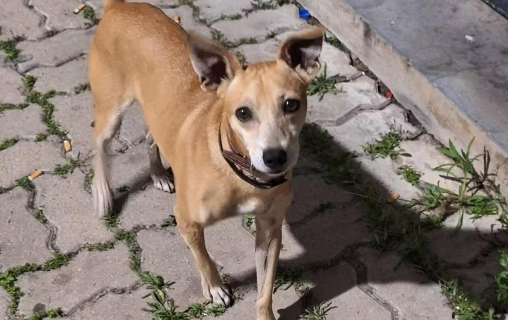 Cão “Caramelo” vira mascote de delegacia após dono ser preso em Itu