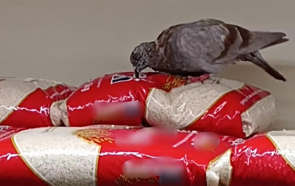 Cliente flagra pombo sobre pacotes de arroz em supermercado na zona norte de Sorocaba