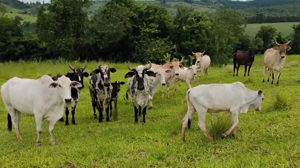 Furto de 11 cabeças de gado causa prejuízo de R$ 80 mil em Tejupá