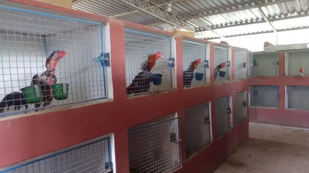 Homem é preso e multado em R$ 651 mil por manter galos para rinha em Jarinu