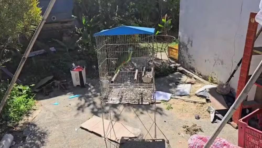 Jovem é preso por maus-tratos a animais silvestres e posse ilegal em Sarapuí