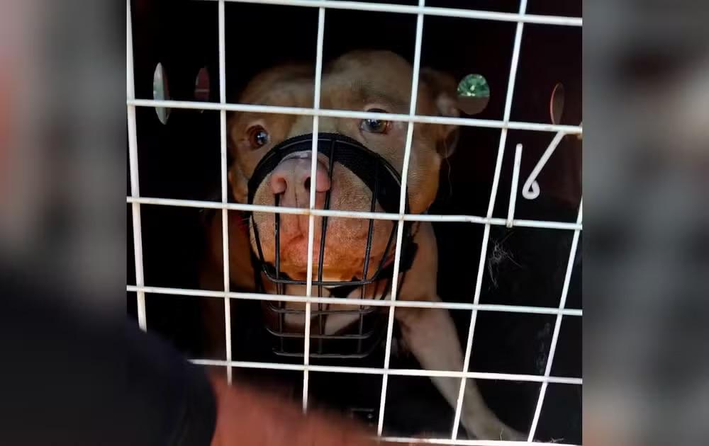 Pitbull é apreendido após série de ataques a moradores em Guareí