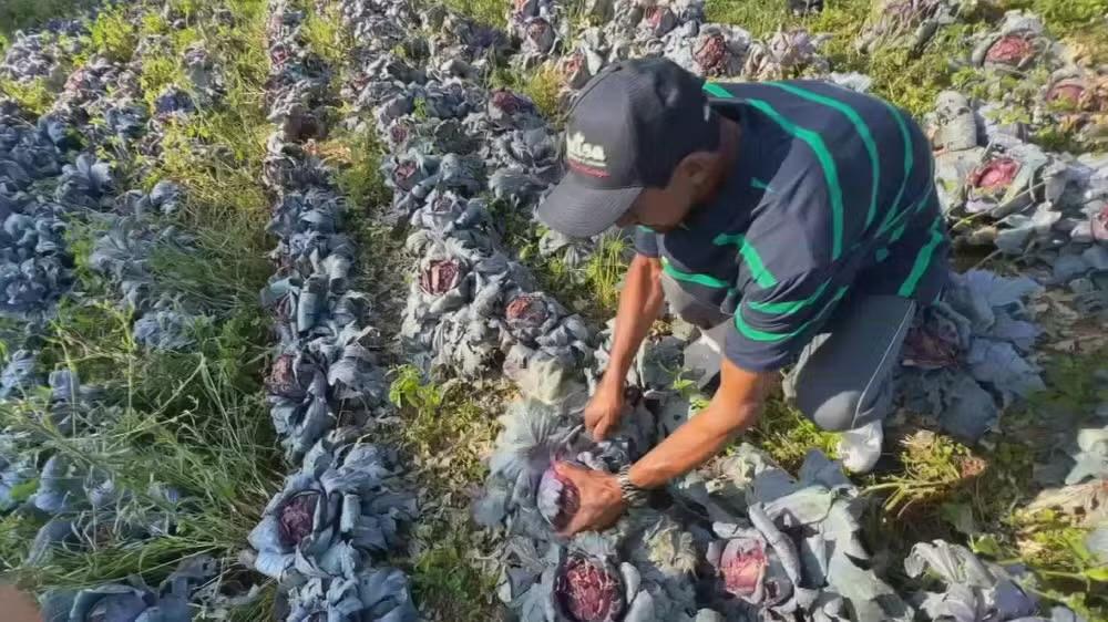 Granizo devasta lavouras em Piedade e causa prejuízo de R$ 7 milhões