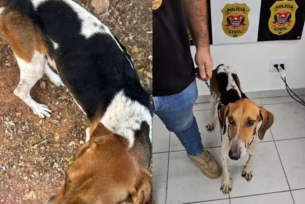 Homem é preso em flagrante por maus-tratos a cão em Sarapuí (SP)