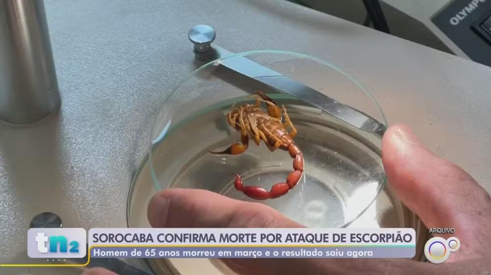 Primeira morte por picada de escorpião é confirmada em Sorocaba em 2026