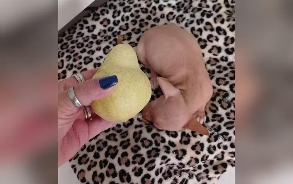 Filhote de pinscher é resgatado de lixeira em Boituva e caso é investigado