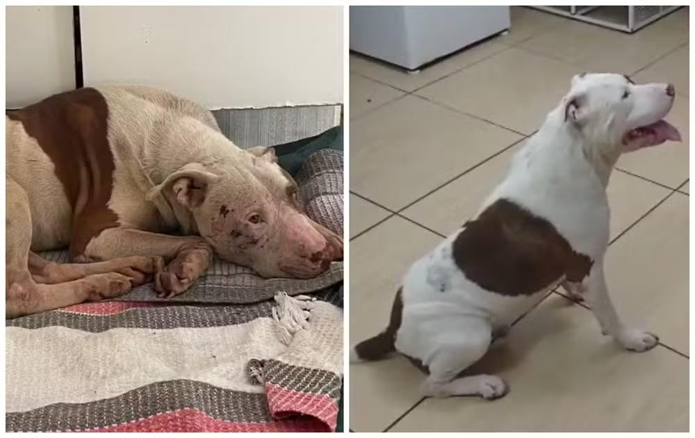 Justiça arquiva investigação contra PM flagrado arrastando pitbull até caçamba em Sorocaba