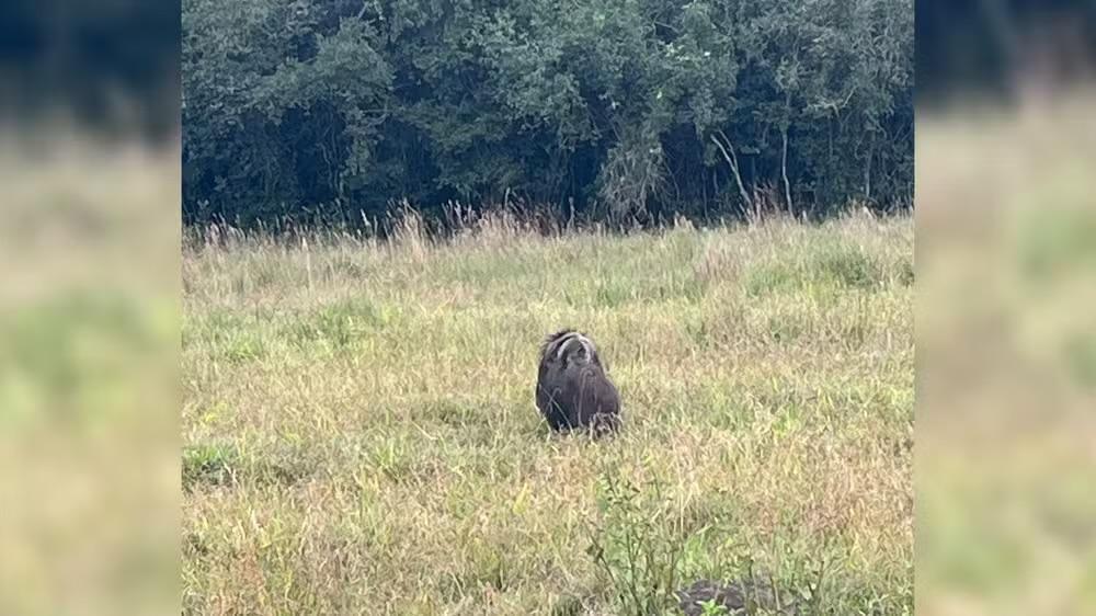 Tamanduá-bandeira com filhote nas costas é flagrado na zona rural de Guareí