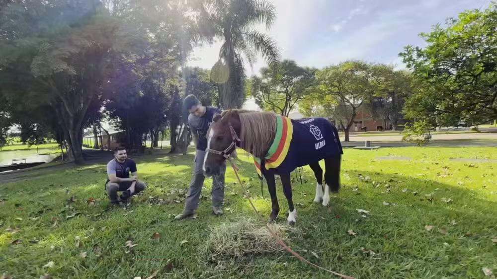 Veterinário de Sorocaba reencontra cavalo Caramelo dois anos após resgate nas enchentes do RS