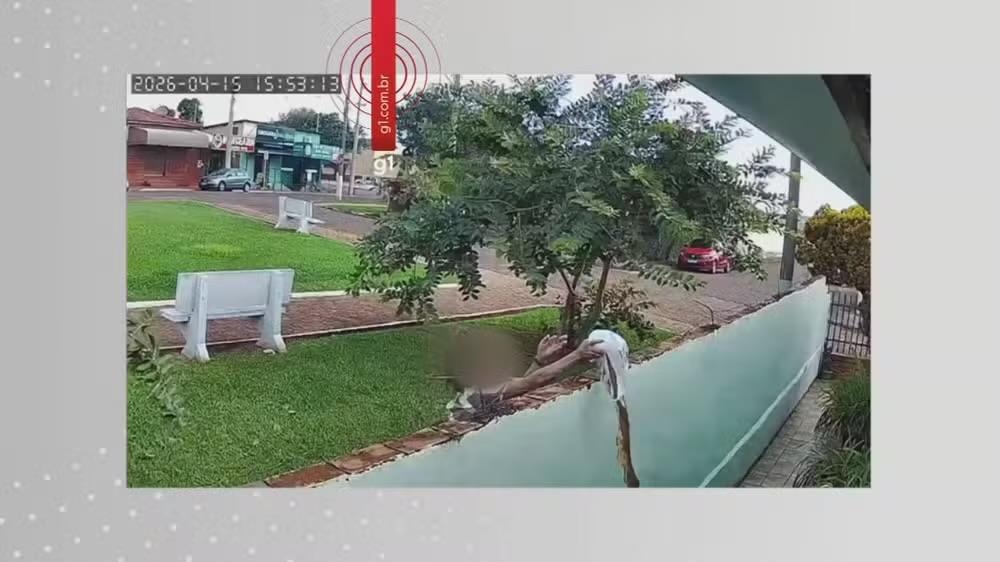 Vizinha é denunciada por perseguição e ataques com substâncias em Arandu (SP)