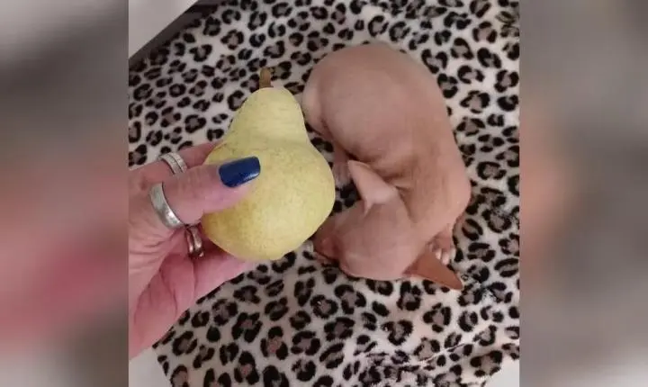 Filhote de pinscher é resgatado de lixeira em Boituva e caso é investigado