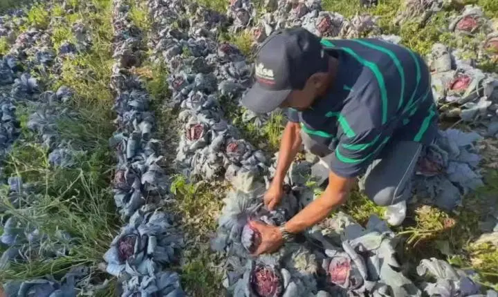 Granizo devasta lavouras em Piedade e causa prejuízo de R$ 7 milhões