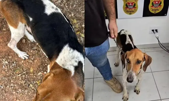 Homem é preso em flagrante por maus-tratos a cão em Sarapuí (SP)