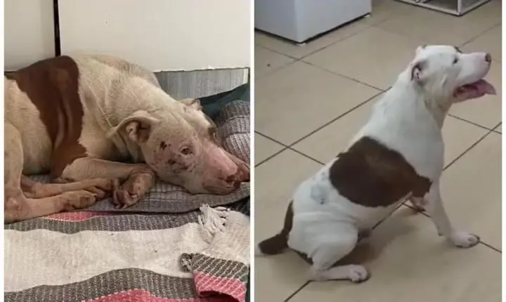 Justiça arquiva investigação contra PM flagrado arrastando pitbull até caçamba em Sorocaba