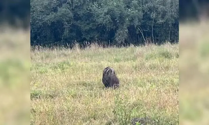 Tamanduá-bandeira com filhote nas costas é flagrado na zona rural de Guareí
