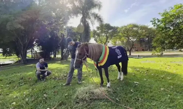 Veterinário de Sorocaba reencontra cavalo Caramelo dois anos após resgate nas enchentes do RS